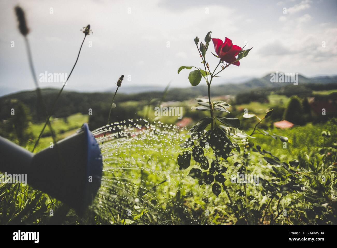 Gros plan d'un bec arrosoir arrosoir d'un rouge plante de rose dans une ferme Banque D'Images