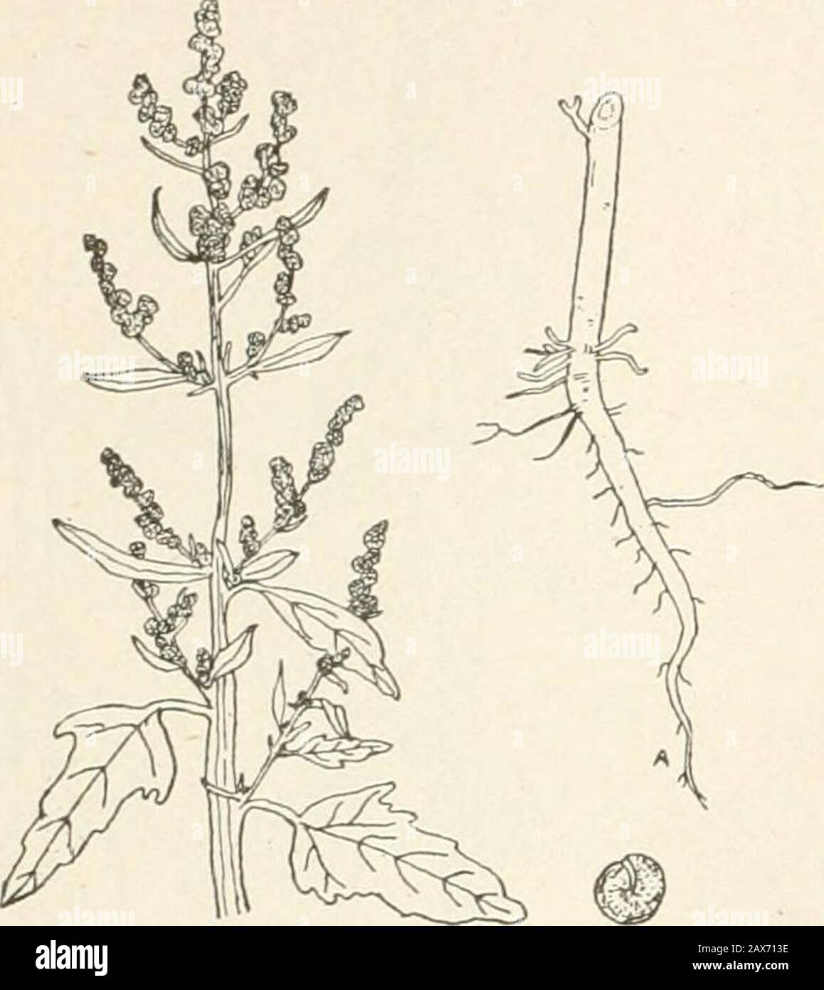 Une agriculture réussie : une référence prête à toutes les phases de l'agriculture pour les agriculteurs des États-Unis et du Canada . producteur d'id et atteint une hauteur de deux à quatre pieds. Les feuilles arequite variable quant à la taille et la forme, les plus basses sur le stock étant com-parativement grand et irrégulier, Alors que les théssupérieurs sont plutôt petits et étroits.Les petites fleurs verdâtre sont borneon les extrémités ou dans les aisselles des branches.La plante entière présente une apparence grisâtre ou méaly argentée qui distingue de la véritable herbe de porc. La graine isabout un-vingtième d'un pouce en diam-eter, en forme de lentille et un d Banque D'Images