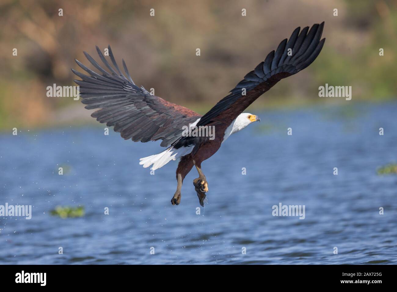 L'aigle de poisson africain avec des poissons tuent au lac Naivasha, au Kenya, en Afrique Banque D'Images