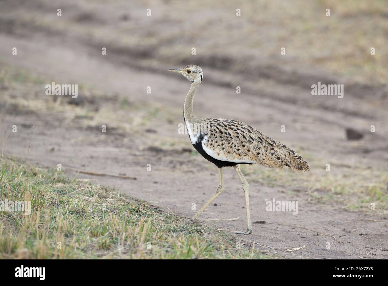 Black Belled Bustard traversant le sentier forestier de Masai Mara, Kenya, Afrique Banque D'Images