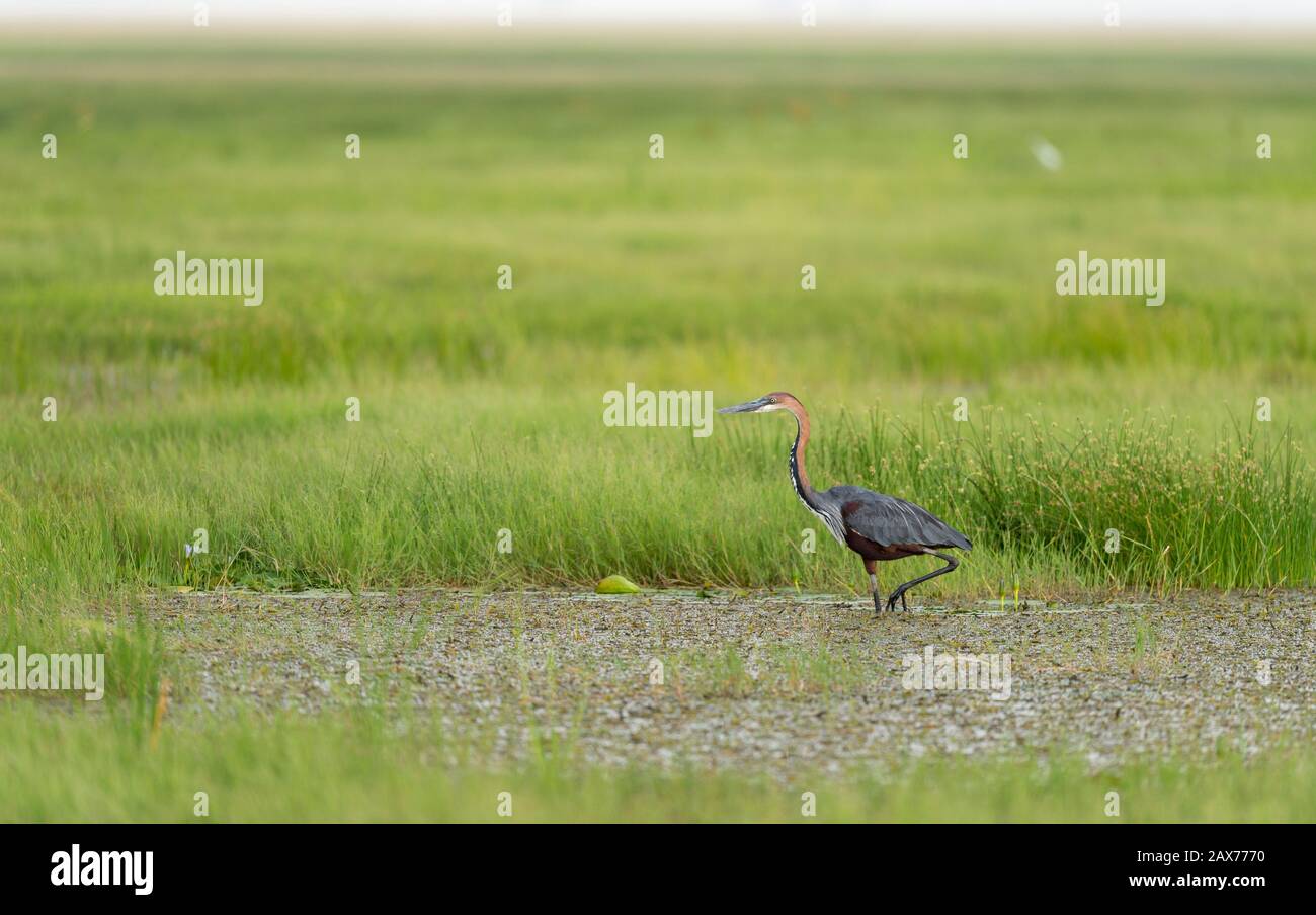 Goliath heron à la recherche de nourriture dans les marais du parc national d'Amboseli, Kenya, Afrique Banque D'Images