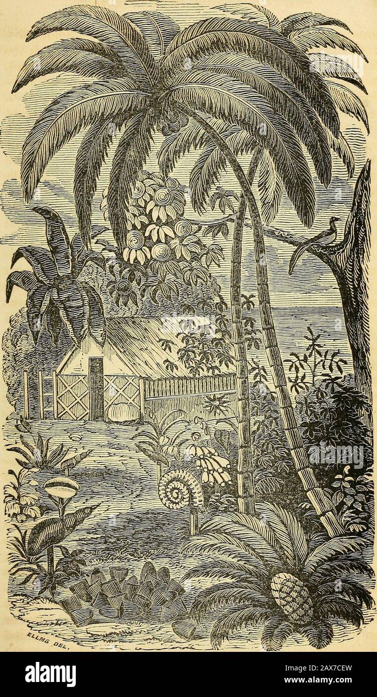 La tragédie des mers; ou, Sorrow sur l'océan, le lac et la rivière, de l'épave, de la peste, du feu et de la famine .. . les écrous a, et couper les autres arbres, et faire tout le thème qu'ils pourraient. Il faudra un certain temps pour que les noix de cacao grandissent à nouveau, mais les autres plantes réapparaîtront rapidement. Après une autre recherche, une feuille de cuivre et de boulon à œil, et près des ruines du hangar deux autres crânes européens, ont été trouvés: Le dernier était un peu scorchedwith avec le feu, mais ils ont été pris à bord et depositedavec les autres dans un cas. En quittant Auroseau, la goélette a procédé et s'est tenue à l'est-n Banque D'Images