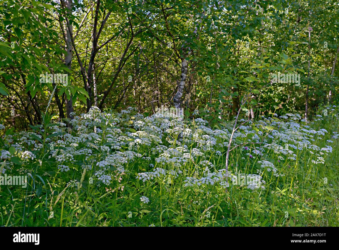 Des fleurs blanches atturent l'herbe de forêt dans un éblouissement ensoleillé contre le fond de buissons verts. Banque D'Images