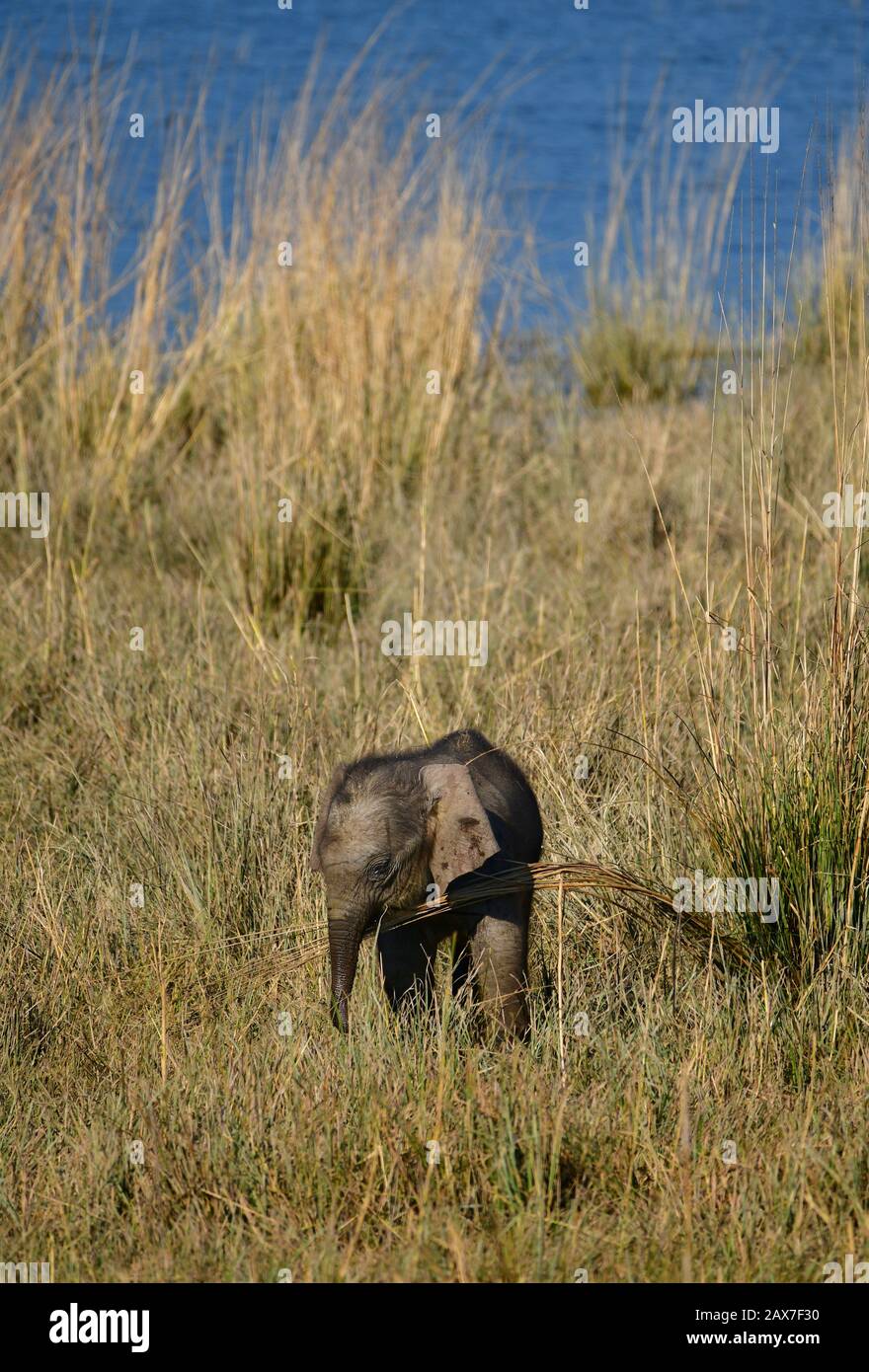Bébé éléphant indien (Elephas maxima indicus) manger de l'herbe. Parc National De Jim Corbett, Inde Banque D'Images