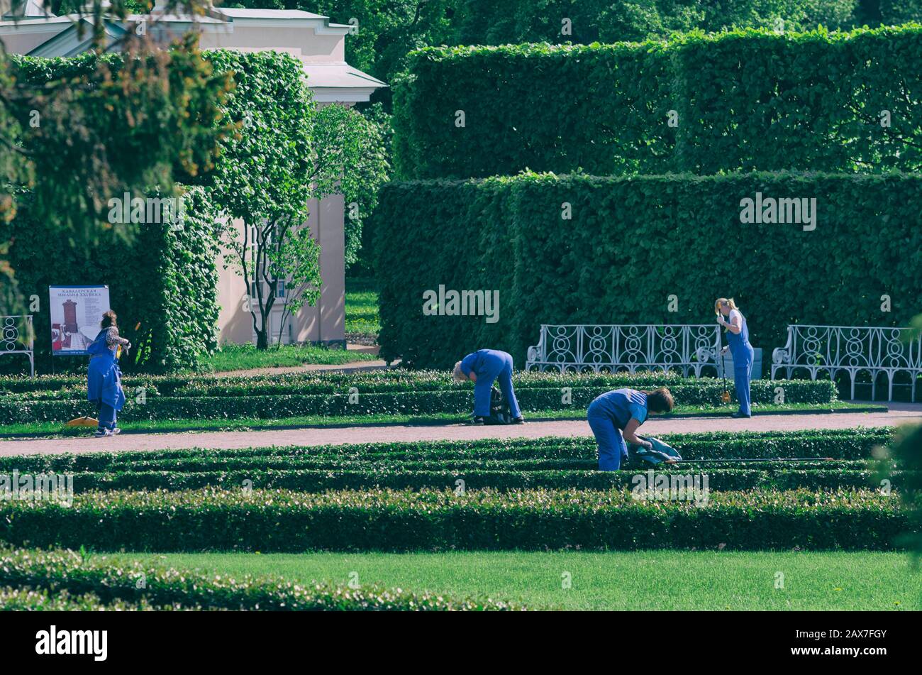 Tsarskoye Selo, Saint-Pétersbourg, Russie-20 mai 2016 : l'équipe de jardiniers femmes balaie et nettoie les pelouses au printemps Banque D'Images