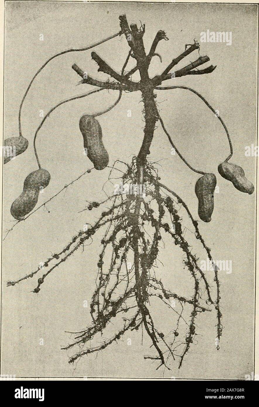 Une agriculture réussie : une référence prête à toutes les phases de l'agriculture pour les agriculteurs des États-Unis et du Canada . comme le beurre de peaneutbeurbeurre, le pétrole et les repas, ont également une valeur marchande. Le noyau d'arachide a un pourcentage élevé de graisse. Une fois que l'huile a été extraite, le repas est notedpour son pourcentage élevé de protéines. Étant la collecte d'azote comme les autres légumineuses, ils sont évalués comme une culture d'amélioration du sol. Dans certaines parties du Sud où le maïs n'est pas une récolte réussie, sa place est prise par l'arachide, la plante entière étant nourrie. Il entre également dans le système de culture, sur les terres de coton et de tabac Banque D'Images