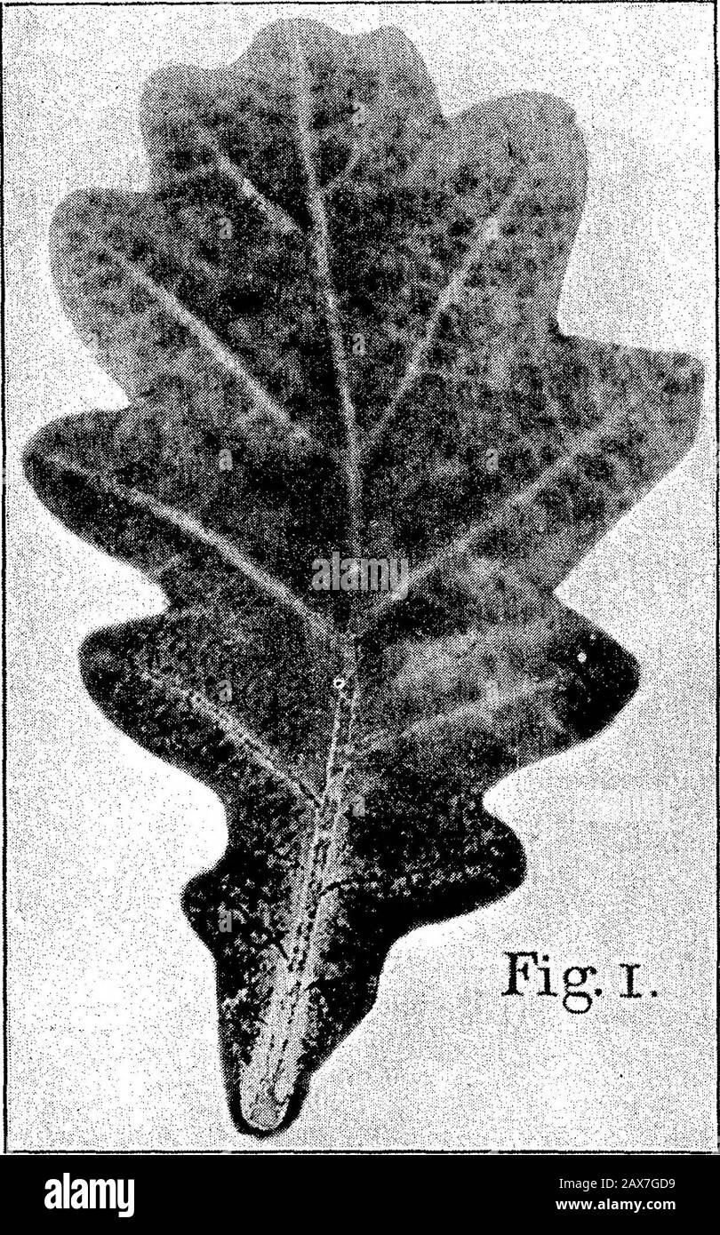 L'action des plantes sur une plaque photographique dans le noir . très intéressant, et est tout simplement obtaineden exposant le papier avec la sève absorbée de la feuille à une plaque photographique. 390 l'action des plantes sur une plaque photographique dans le noir. Fig. 12 et 13, plaque 21, proviennent de la feuille elle-même, du cassis et des figues. 14et 15 sont des photos de la même feuille, mais sont du papier entre lequel itwas pressée. En plus d'illustrer la nature des images obtainablepar ces processus, fig. 16 montre l'avant et l'arrière d'un takendirect de feuilles de hêtre de la feuille. Fougères et mousses également Banque D'Images