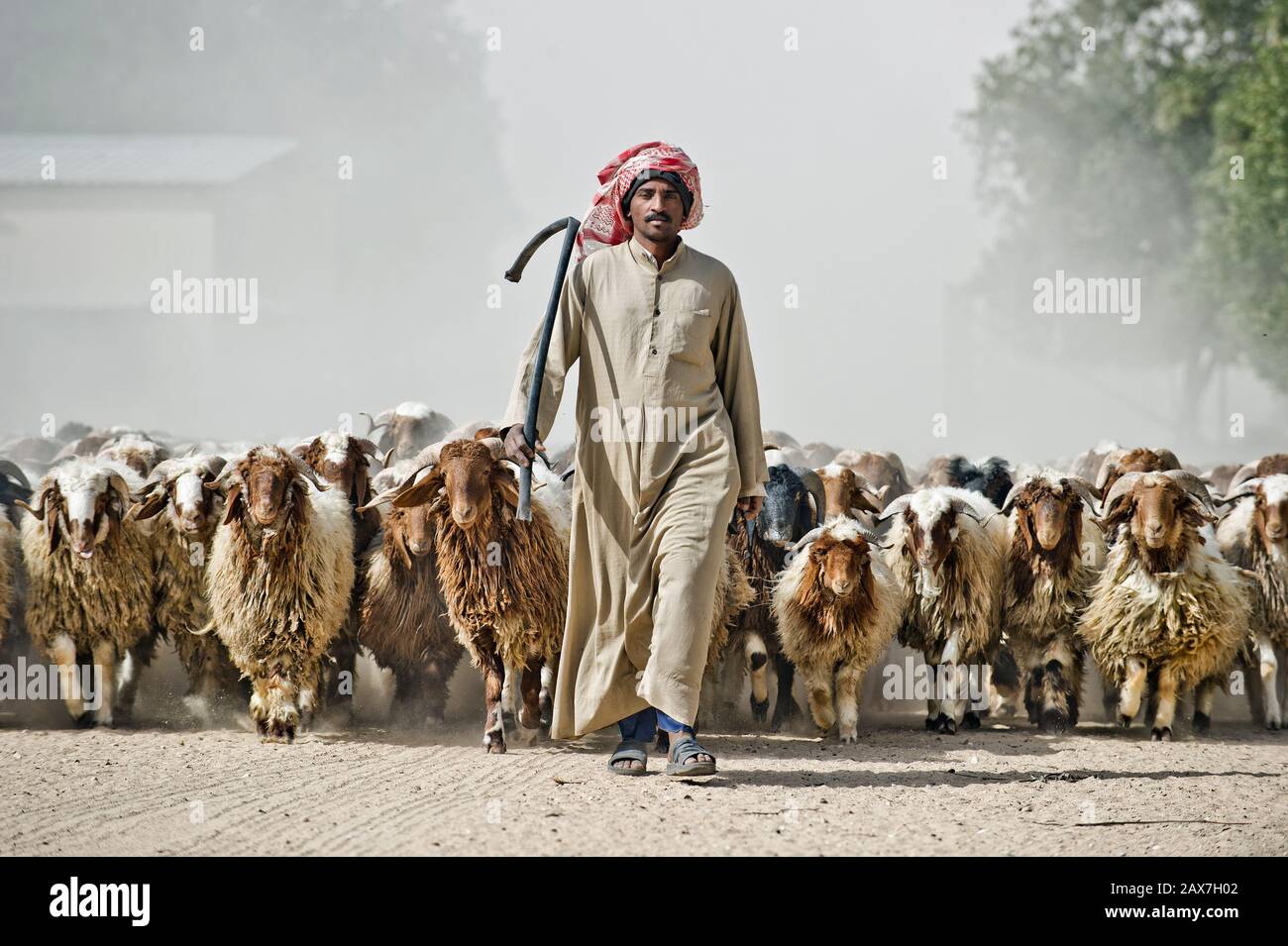 Berger marchant avec troupeau de moutons dans la province orientale, Arabie Saoudite. Banque D'Images