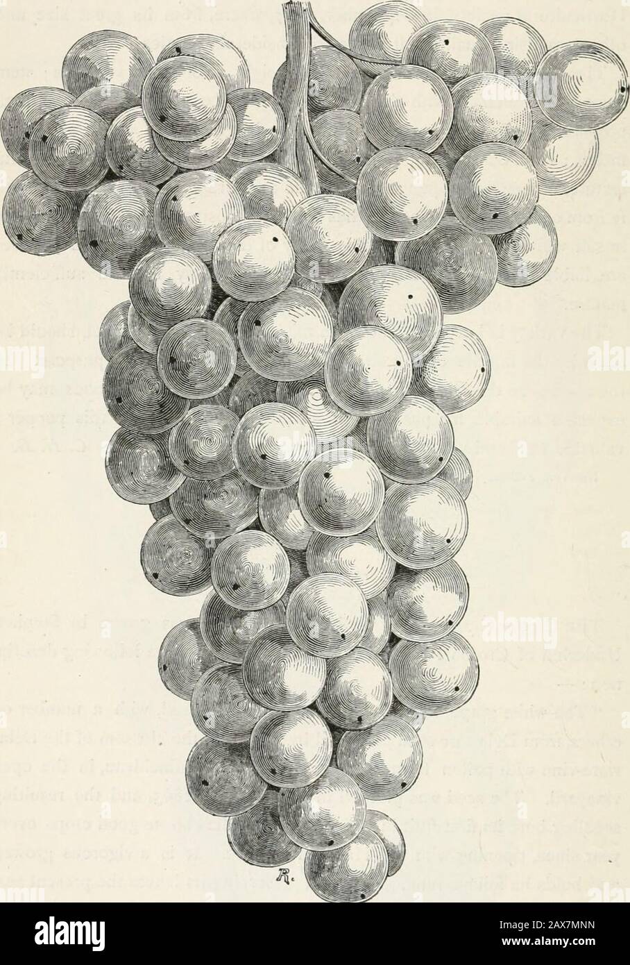 La revue américaine de l'horticulture et du fleuriste compagnon . B. Newton, février, 1S69. LE RAISIN DE CROTON. Le Croton Grape, que nous figurons ce mois-ci, a été cultivé par StephenUnderbill de Croton point, N.Y., qui nous favorise avec la description suivante : — Le raisin blanc appelé le Croton a été élevé, avec un certain nombre d'autres, à partir de graines de Delaware piodulées par fertilisant la fleur de la vigne de Dela-ware-pollens du Chasselas de Fontainebleau, dans le vine3ard ouvert. La graine a été plantée au printemps de 1863, et la semence de résultat portait son premier fruit en 1865. La vigne a porté de bonnes cro Banque D'Images