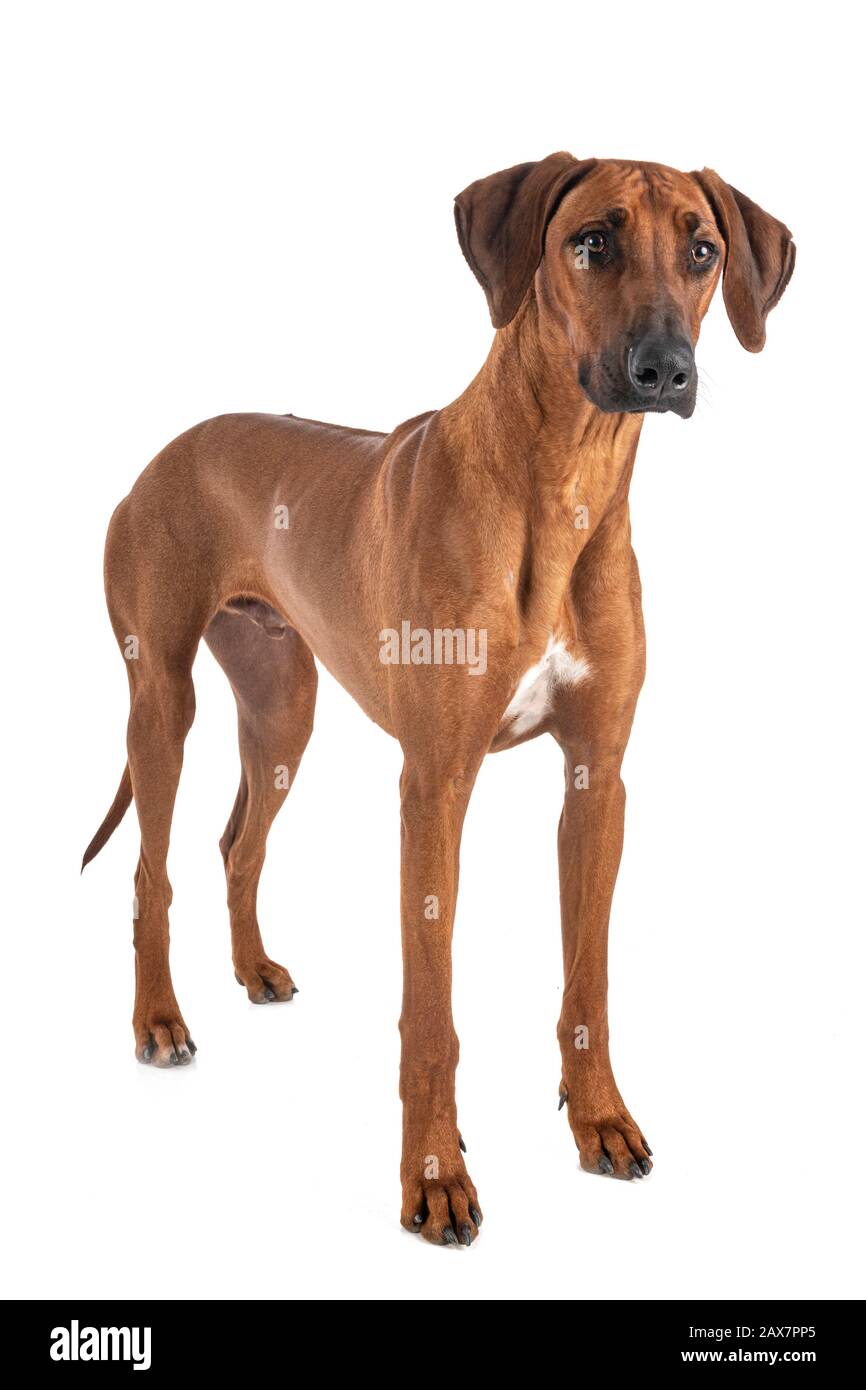 Le Rhodesian Ridgeback in front of white background Banque D'Images
