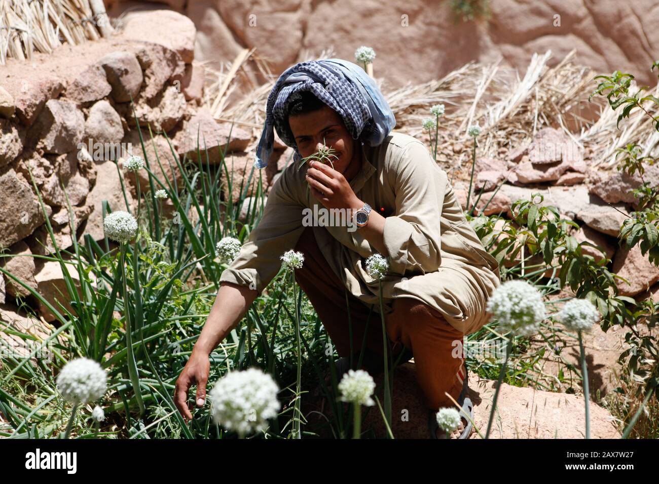 Les herbes sont cultivées dans les jardins précaires à l'ombre du Mt. Sinaï. Banque D'Images