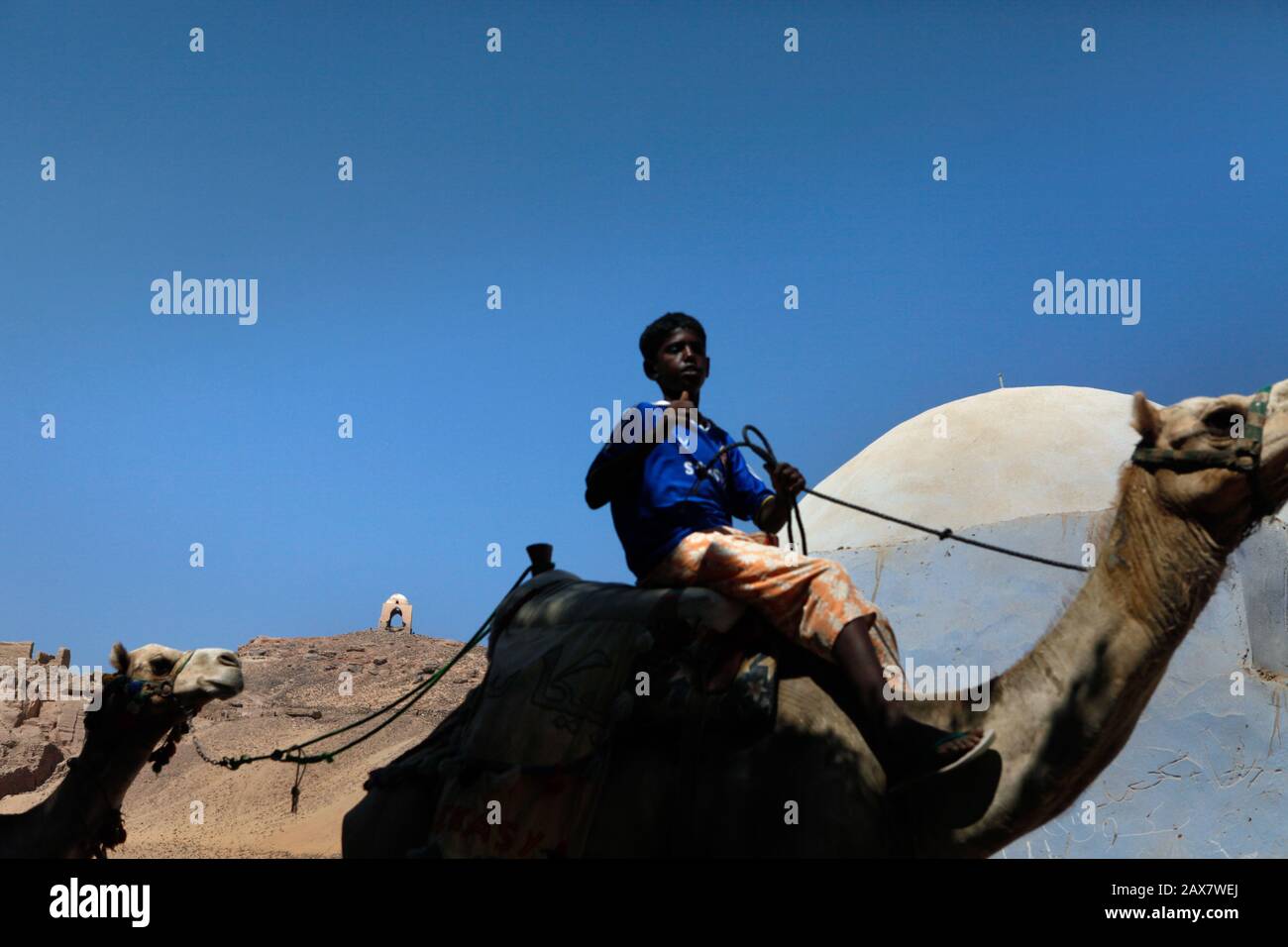 Un jeune garçon prépare des chameaux pour les touristes près du monastère de Saint Siméon sur la rive ouest d'Assouan, en Egypte. Banque D'Images