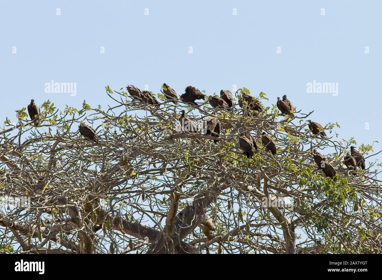 Vultures à capuche (Necrosyrtes monachus) Grand groupe dans une cime, Tendaba, Gambie. Banque D'Images