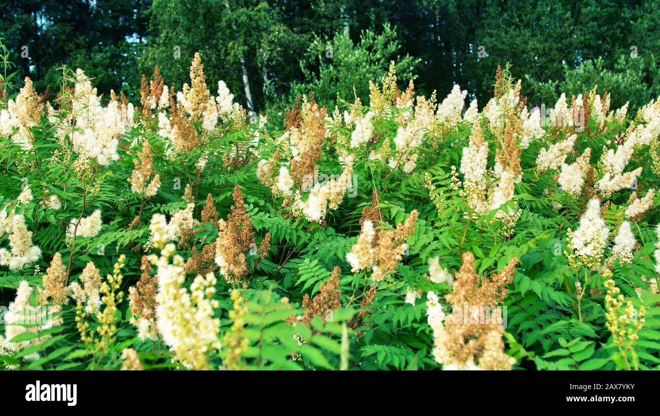 Spiraea à feuilles étroites (Spiraea alba) dans un pré dans une clairière de la forêt Banque D'Images