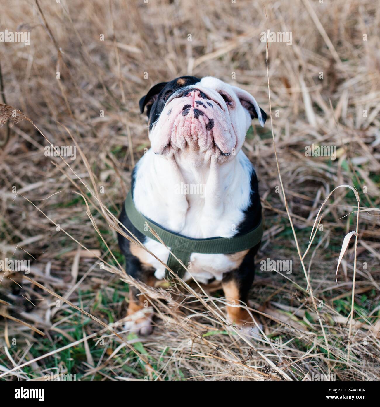 Noir et blanc Anglais/British Bulldog chien dehors pour une promenade assis dans l'herbe et à la recherche Banque D'Images