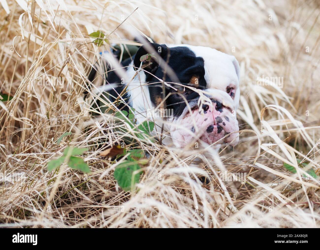 Chien noir et blanc anglais/britannique Bulldog dehors pour une promenade assis dans l'herbe et regarder l'appareil photo Banque D'Images