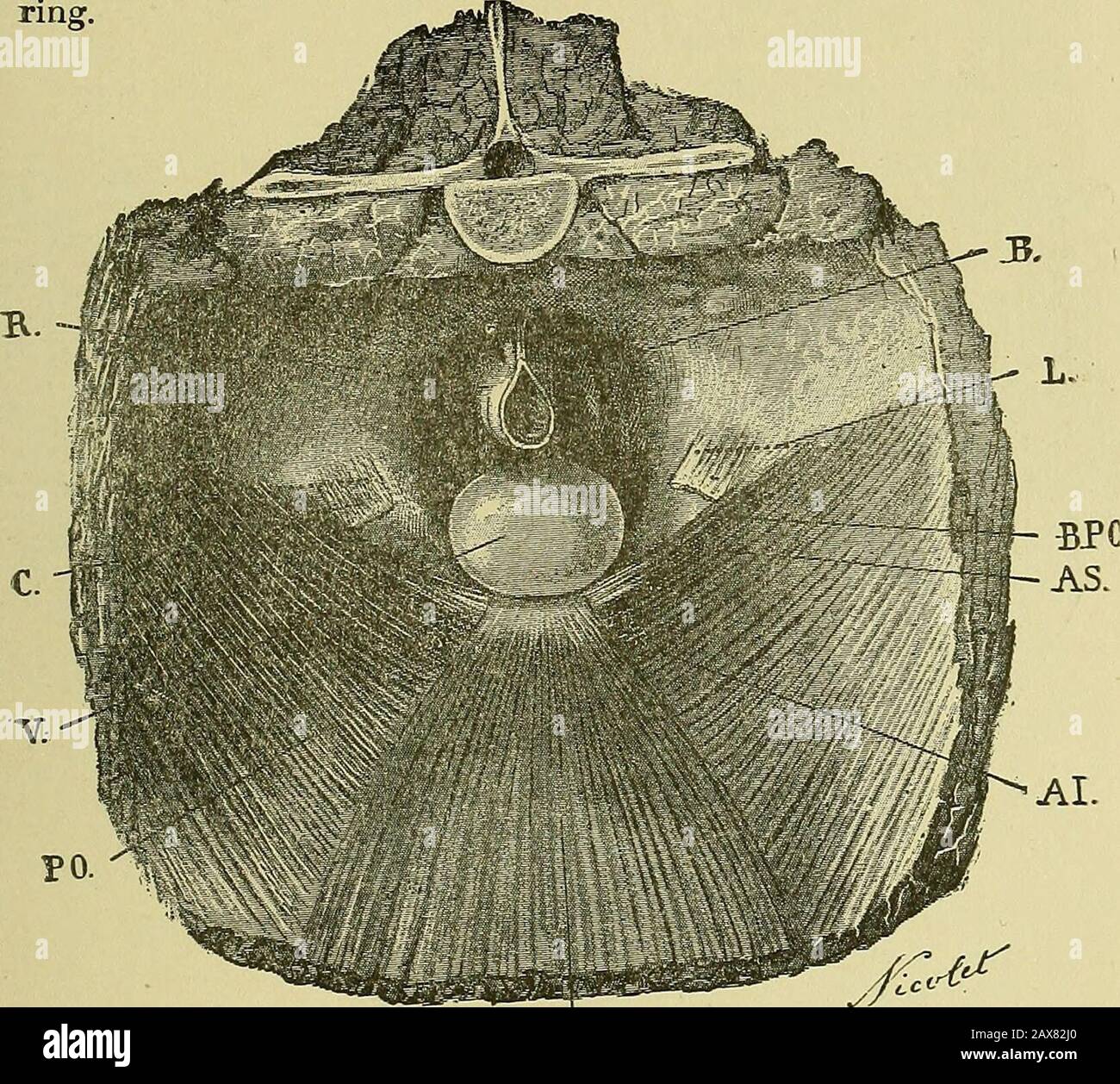 Exercices en chirurgie équine . —secli&gt vertical transversal;n de la région abdominale postérieure, montrant une partie des régions iliales et prépubiques sous-himbars (normallion;. ?. Péritoine; A artère abdominale postérieure P.; V A P, veine postérieure de l'abdomen; A S, anneau annulaire supérieur; C T, cordon testiculaire; CD.vas déferens; A 0 P, couche tissulaire entourant la bordure supérieure du ligament Pouparts, la bordure postérieure de la couche oblique interne, du thecremaster, de la couche sous-péritonéale tbe et du péritoine; A (/, Poupartsligament tourné vers le bas; sa face profonde; L A J, long abducteur de theleg; A L I, lumbo-iliac Banque D'Images