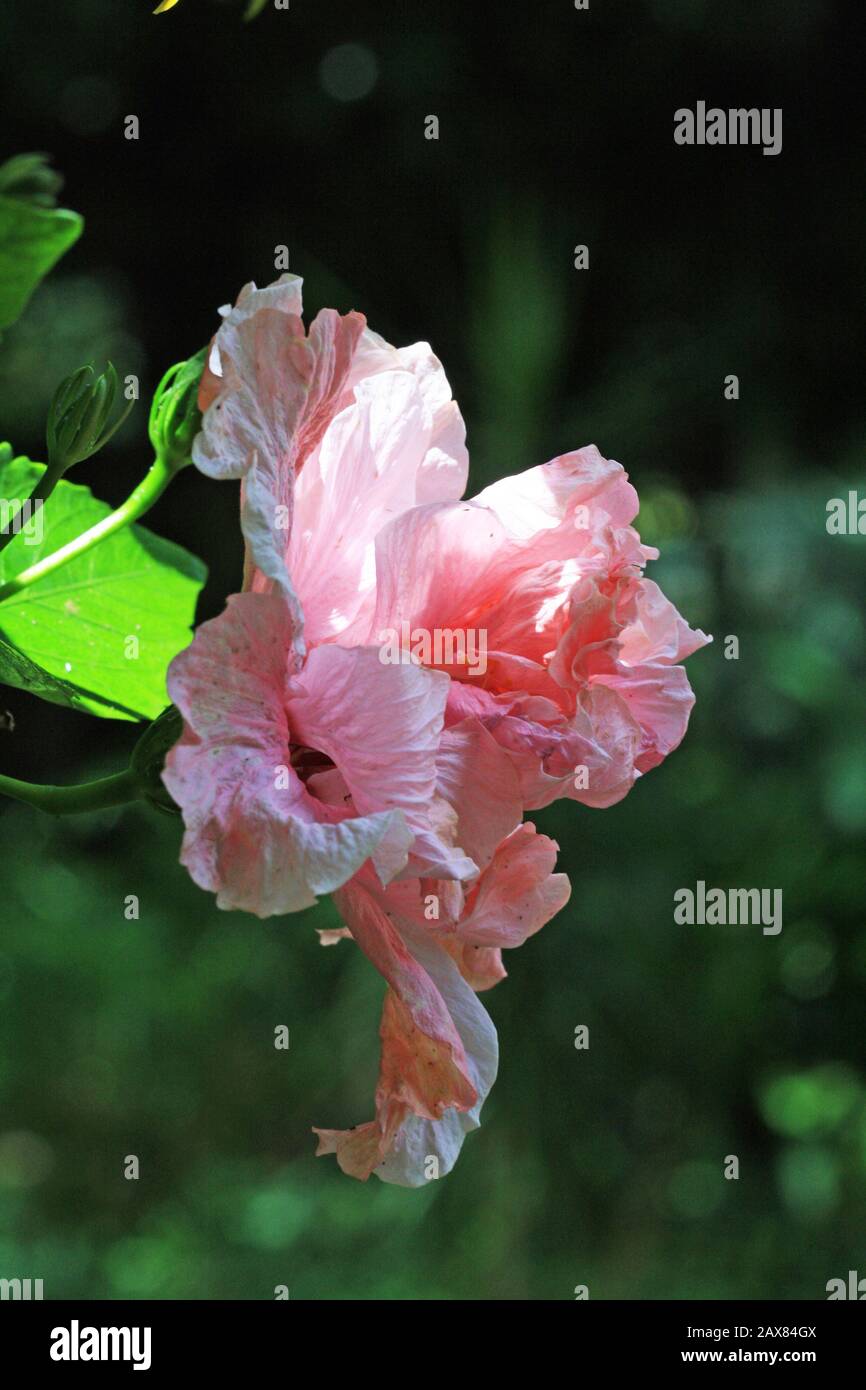 Weisser hibiscus Banque de photographies et d’images à haute résolution
