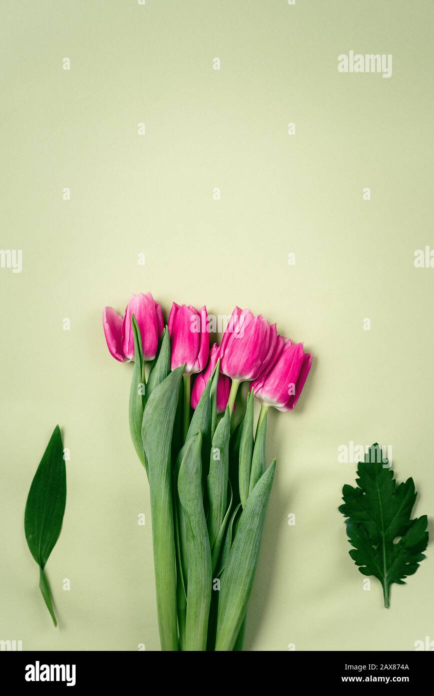 Tulipes violettes de printemps sur fond vert. Banque D'Images