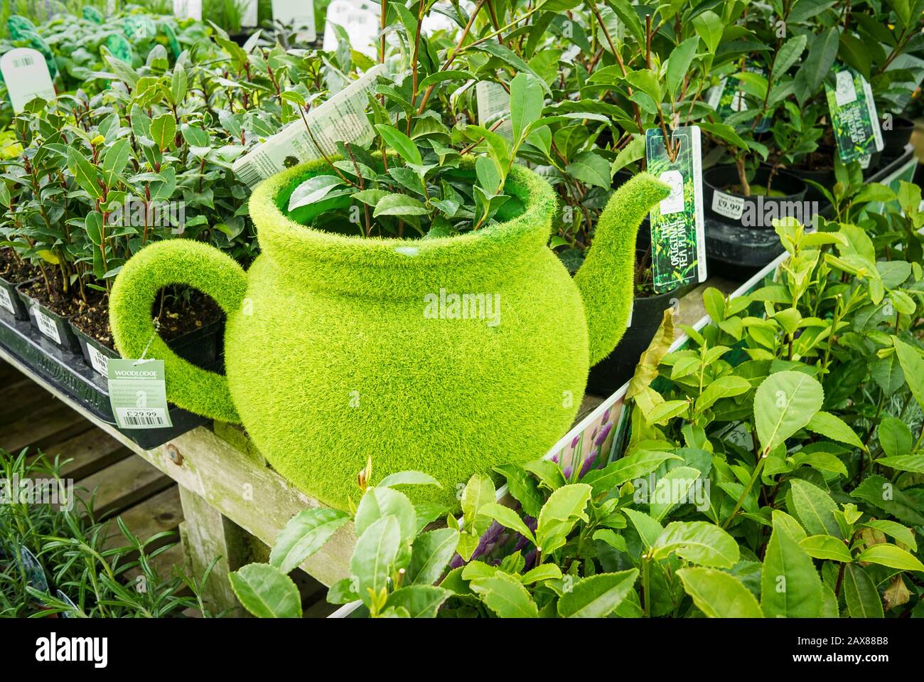 Un un habituellement grand teapot faisant partie d'une promotion des plantes  de camellia, la plante de thé originale. Affiché et à vendre dans un centre  de jardin anglais Photo Stock - Alamy
