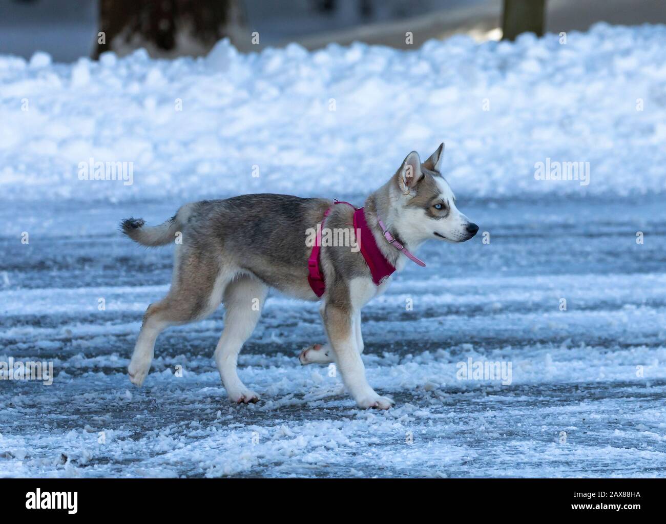 Manitowoc Wi Usa 10 Fevrier Chien Chiot Husky Siberien Chien Aux Couleurs Vives Des Yeux Sur La Neige Chez Les Chiens Ce Phenomene Est Appele Heterochromia Photo Stock Alamy