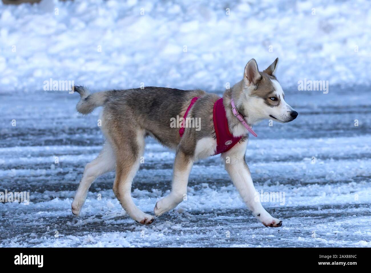 Manitowoc Wi Usa 10 Fevrier Chien Chiot Husky Siberien Chien Aux Couleurs Vives Des Yeux Sur La Neige Chez Les Chiens Ce Phenomene Est Appele Heterochromia Photo Stock Alamy