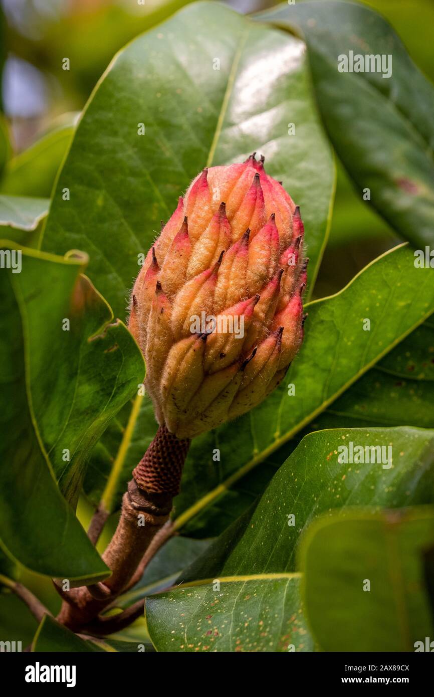 Un bourgeon orange brillant d'un magnolia arbre Banque D'Images