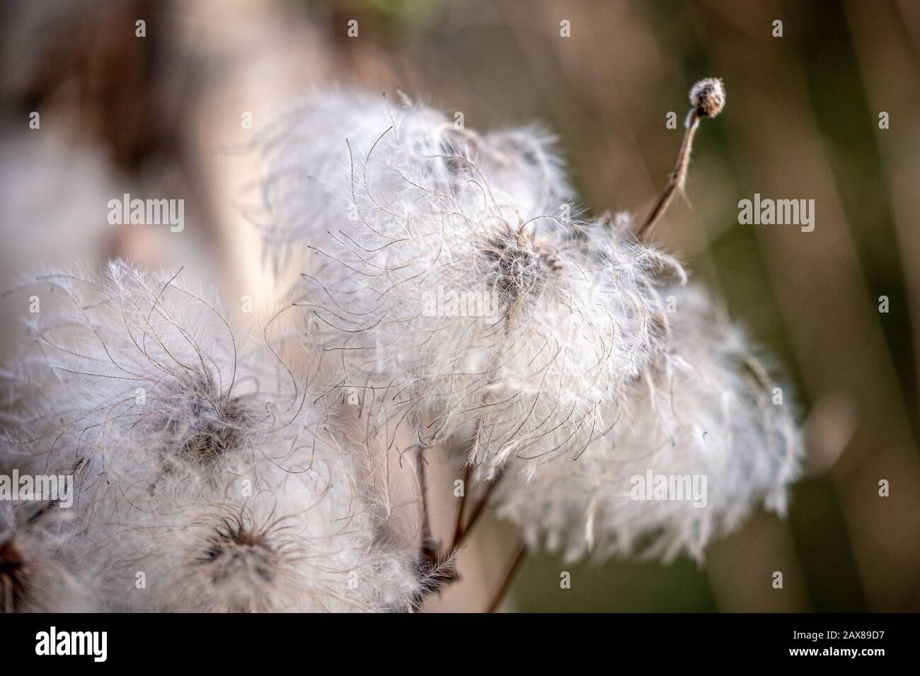 Blanc moelleux clematis serratifolia avec un fond flou Banque D'Images
