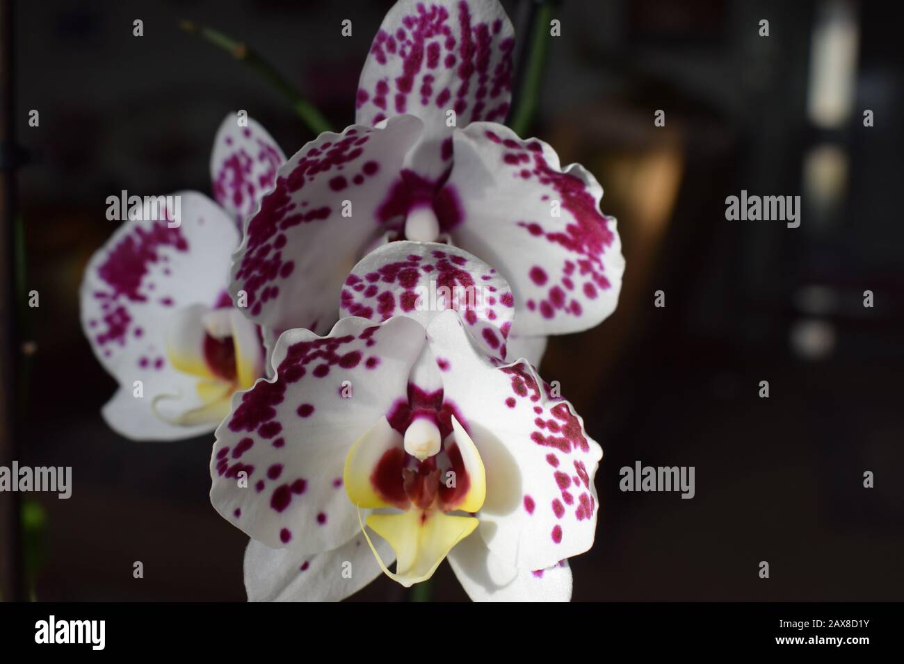Orchidée blanche à pois violet Photo Stock - Alamy