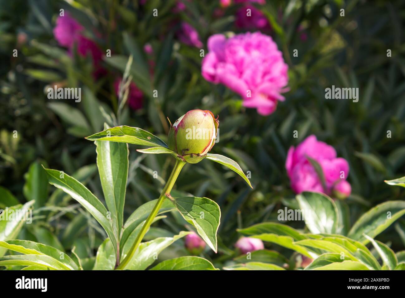 taxus baccata 40 50 Eibe Taxus baccata 50-70 cm  Pflanzen247