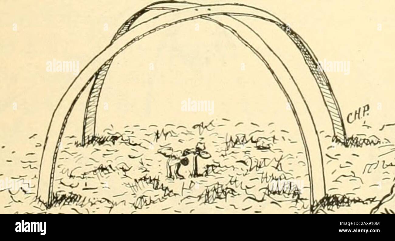 Maladies et insectes du jardin de la maison . l'est est est connu sous le nom de léoptère de concombre rayé, parfois appelé bug rayé, bug de melon, ou bug de cuke. Le coléoptère mesure environ yi pouces de long et a trois bandes noires. Le ver, ou larve, est mince et blanc avec des extrémités brunâtre.La Blessure est faite principalement par des coléoptères qui ont vécu à travers l'hivernage des jeunes plantes au printemps. Les coléoptères blessent également les plantsanciens en mangeant les feuilles et en rongeant les tiges et les racines. Ils sortent en avril ou en mai. En fin de saison, ils se rassemblent autour des thétiges et des feuilles de concombres et de melons, mais sur les sapins Banque D'Images