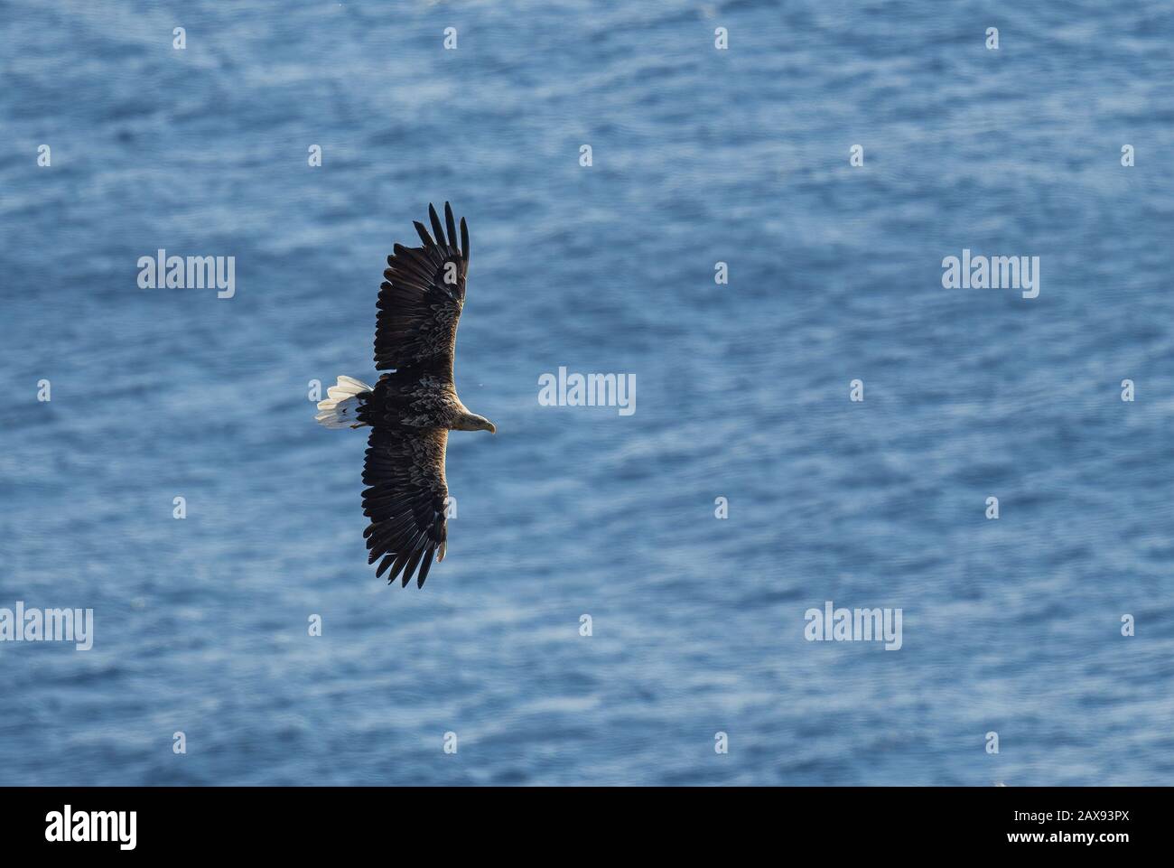 Aigle à queue blanche - Haliaetus albicilla, magnifique grand oiseau de proie des eaux nad des côtes européennes, île de Runde, Norvège. Banque D'Images