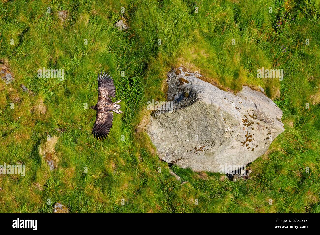 Aigle à queue blanche - Haliaetus albicilla, magnifique grand oiseau de proie des eaux nad des côtes européennes, île de Runde, Norvège. Banque D'Images