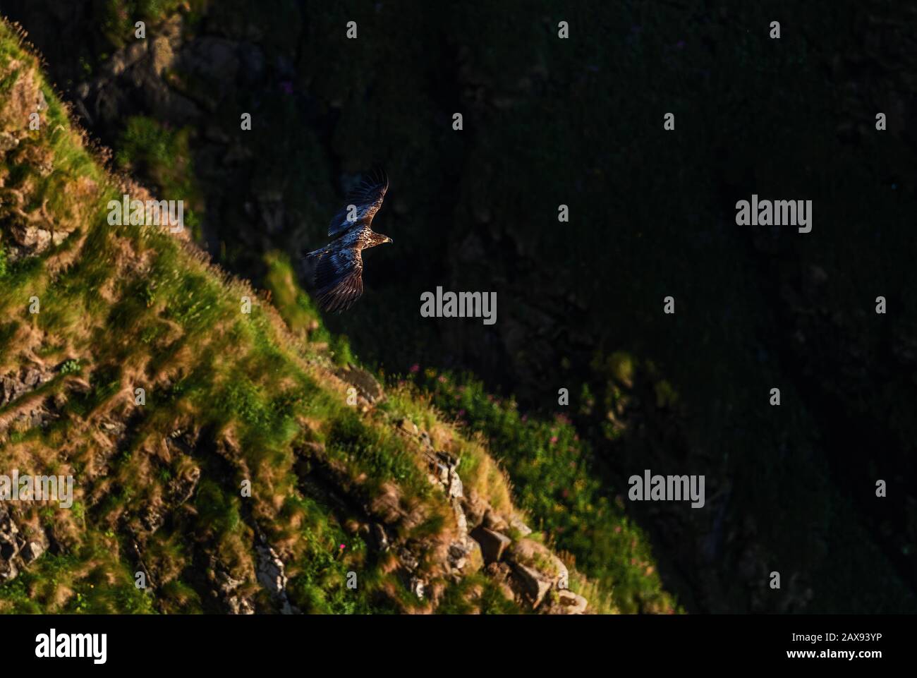 Aigle à queue blanche - Haliaetus albicilla, magnifique grand oiseau de proie des eaux nad des côtes européennes, île de Runde, Norvège. Banque D'Images