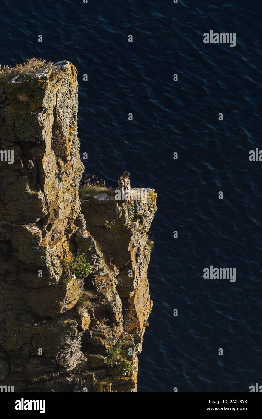 Aigle à queue blanche - Haliaetus albicilla, magnifique grand oiseau de proie des eaux nad des côtes européennes, île de Runde, Norvège. Banque D'Images