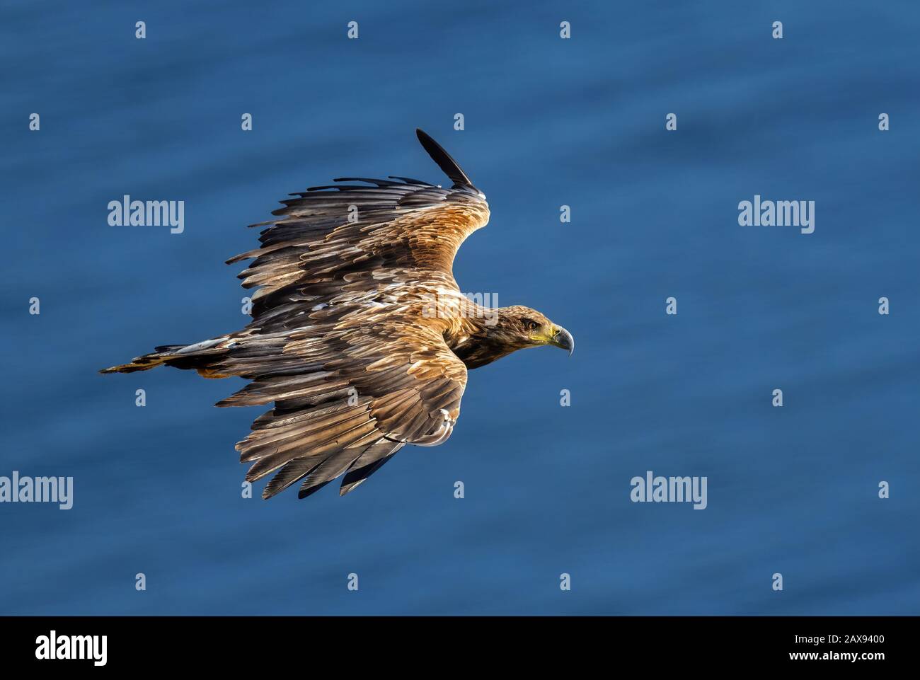 Aigle à queue blanche - Haliaetus albicilla, magnifique grand oiseau de proie des eaux nad des côtes européennes, île de Runde, Norvège. Banque D'Images