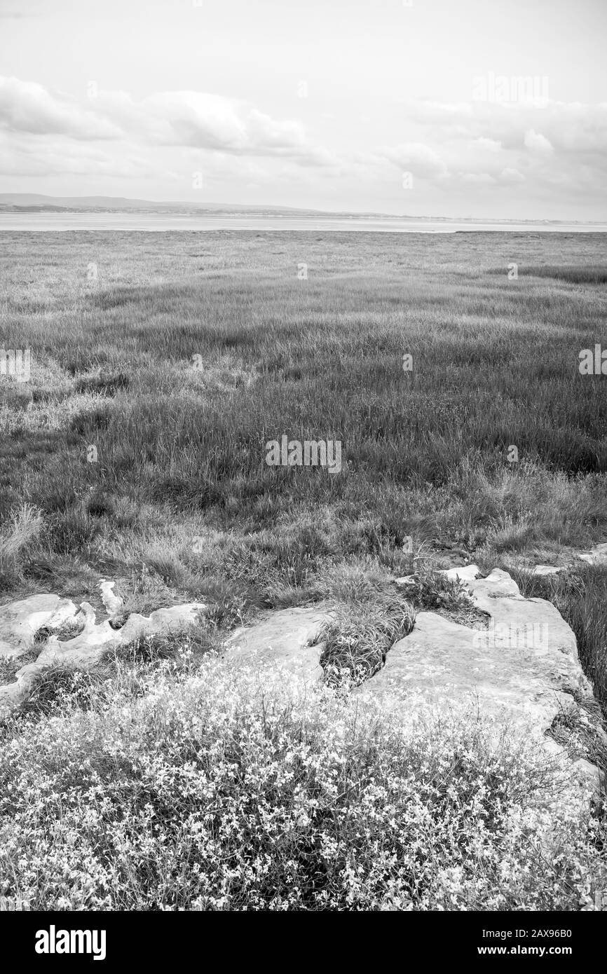 Côte sauvage à Grange-over-Sands, Morecambe Bay, Royaume-Uni Banque D'Images