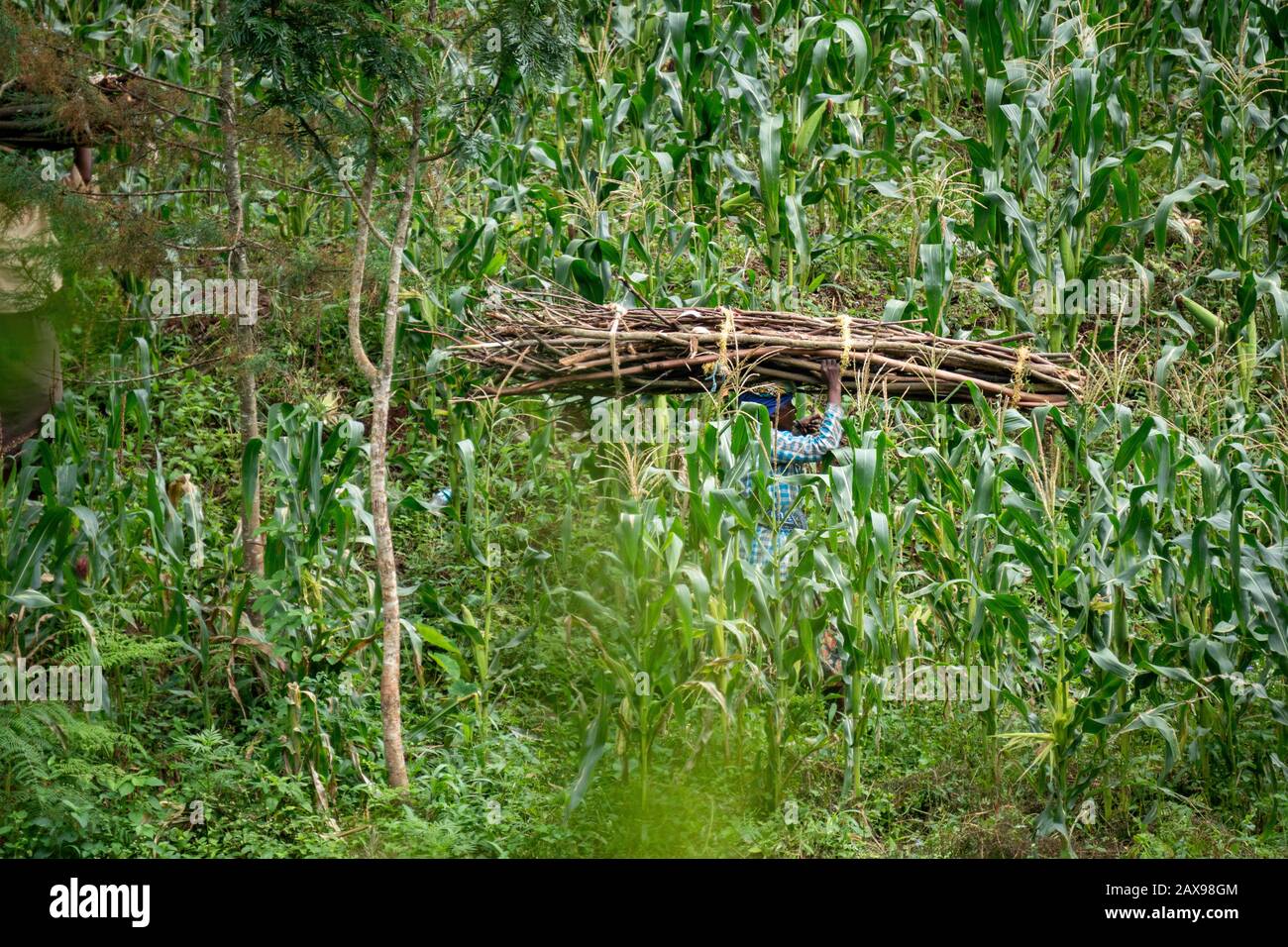 Lushoto, Tanzanie - janvier 2020: Une femme transportant des grumes de bois de chauffage sur leurs têtes gping à travers la jungle de montagne dans les montagnes d'Usambara. Banque D'Images