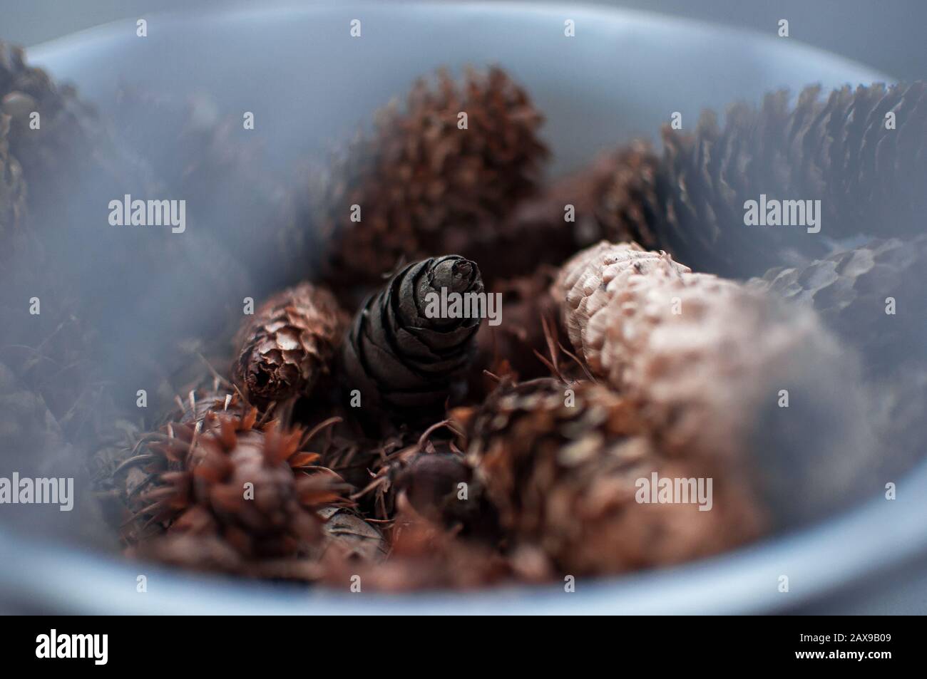 de nombreux types et tailles différents de cônes de pin secs naturels dans un bol en verre, avec espace libre pour le texte et le design Banque D'Images