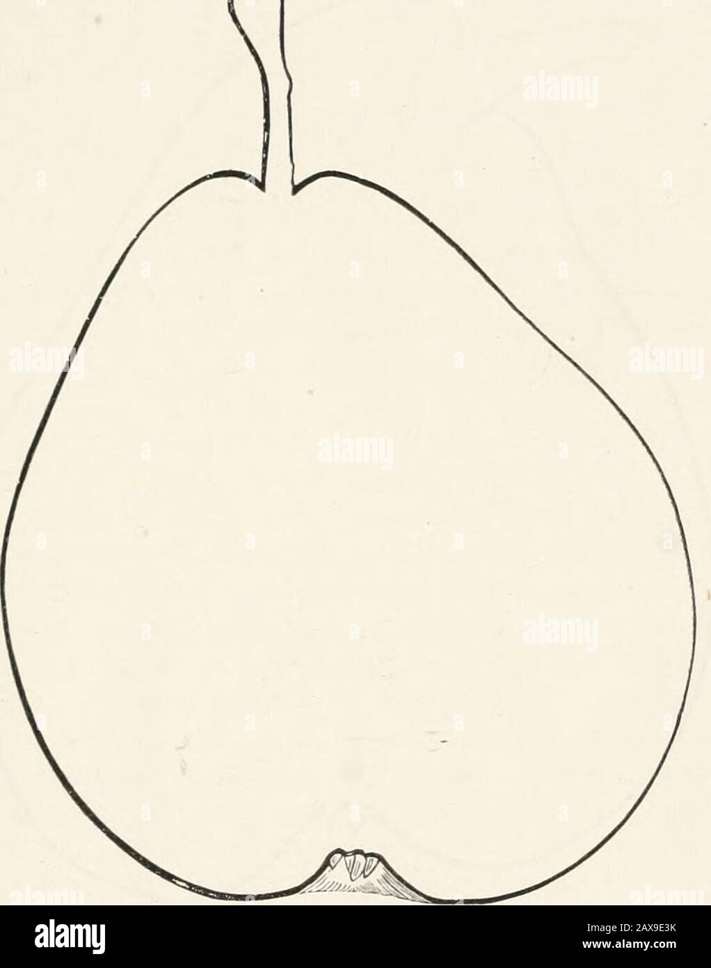 La revue américaine de l'horticulture et le compagnon de fleuriste . tself un réservoir de nutrition pour le futur soutien de la croissance. — Floriste. CiANOPHYLLUM. — Cette plante doit être cultivée dans un poêle, dans une chaleur humide et fort, et avec juste un ombrage suffisant pour empêcher le scoring. Il exige un pot libéral quand jeune, et d'avoir un compost libre ouvert de tourbe rugueuse et de sable, à laquelle un peu moelleux peut être ajouté dans les étapes ultérieures. Il a été introduit quelques années depuis de l'Amérique tropicale. Notes et Gleanings. 53 Madame Treyve Pear. — L'Un des plus beaux, peut-être l'été le plus beau et le plus beau Banque D'Images