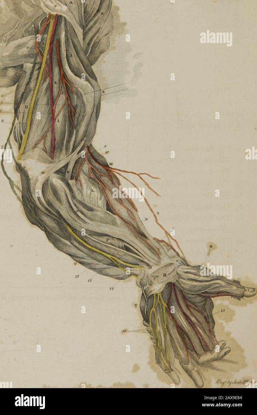 Une série de gravures, expliquant le cours des nerfs : avec une adresse aux jeunes médecins sur l'étude des nerfs . , formé par la SplanchnicNerve. (6. Ce numéro est placé sur le tronc de l'artère cœliaque; mais autour des vaisseaux, nous voyons un grand travail net De Nerfs, à savoir le Plexus solaire.* Le Par Vagum descendre avec le (Oesophage dans l'abdomen. Ils sont vus largement répartis sur L'Estomac; certaines de leurs petites branches sont en même temps vues pour rejoindre le Plexus solaire. 17. Le Plexus Mésentérique supérieur, formé par le Plexus solaire, se poursuit Banque D'Images