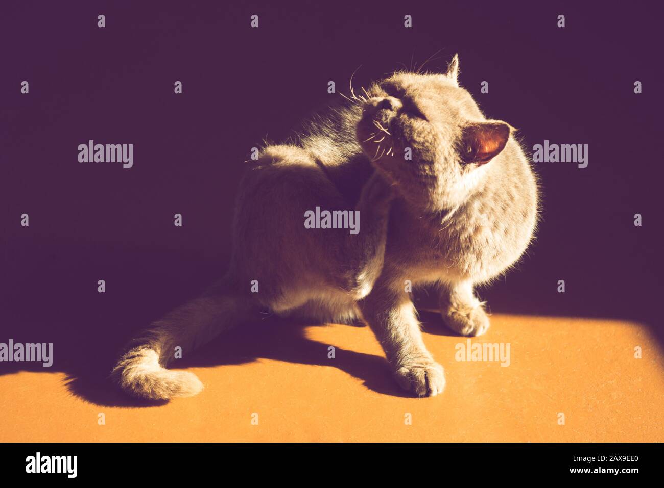 Chat Puce Banque D Image Et Photos Alamy Chat Puce Banque D Image Et Photos Alamy