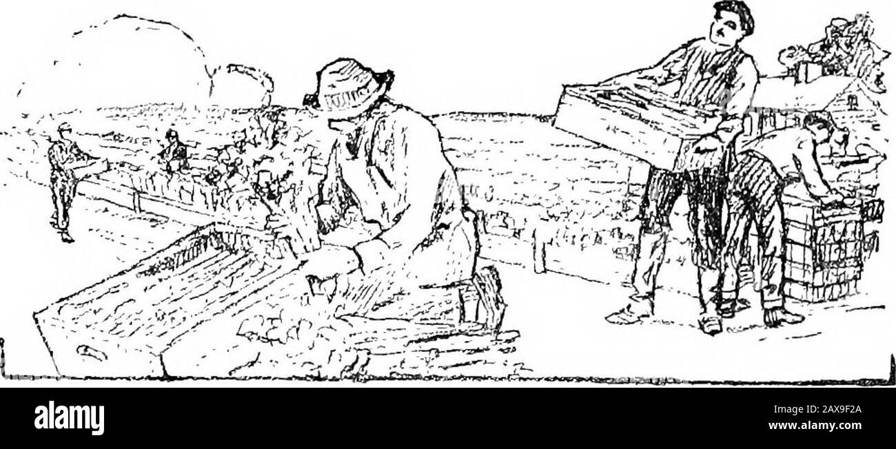 Cape Cod, nouveau et vieux . d, une tempête won K, parfois faire une plage en jetant des milliers de tonnes de sable sur un bas bout de côte et en enterrant la banque de marais complètement de^ight. Les grandes souches sont souvent découvertes à un mile de la terre, et les prairies d'ancienttourbe se trouvent sous l'eau dans plus de EASTHAM 125 un endroit. Il y a même une prairie de tourbe dans la ville qui a connu les changements qui ont été enterrés par le sable, puis qui ont été lavés de nouveau par les vagues, et enfin être remisés à son état d'origine et ayant fuelprises de lui. C'est probablement cet aspect d'Eastham, sodifferent Banque D'Images