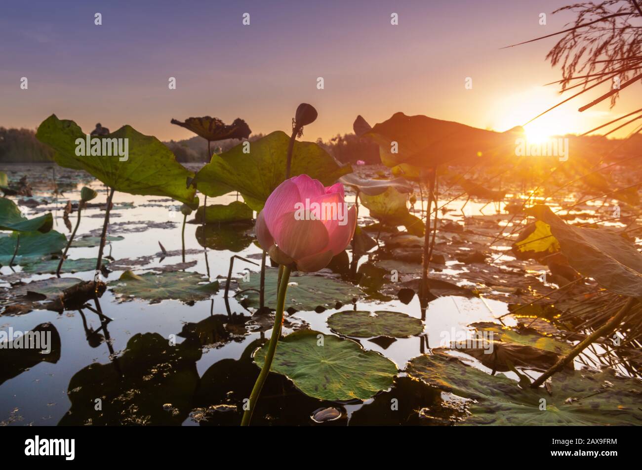 Marécage de zone humide de Botanica avec éclairage extérieur de ver de lever de soleil et ombre sombre. Banque D'Images