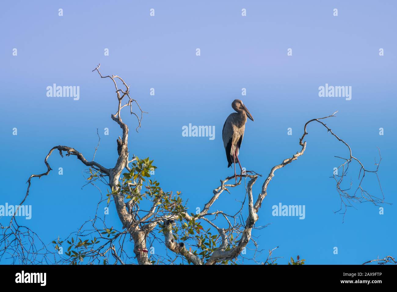Oiseau Openbill asiatique debout au sommet de la branche avec un éclairage du ciel bleu du matin. Banque D'Images