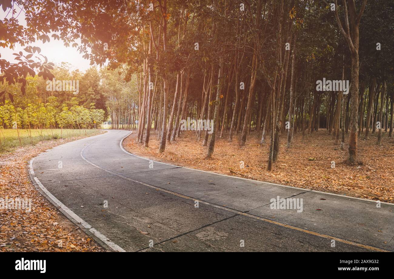 Route avec arbres côté en automne saison avec éclairage extérieur bas et ver et ombre sombre. Banque D'Images