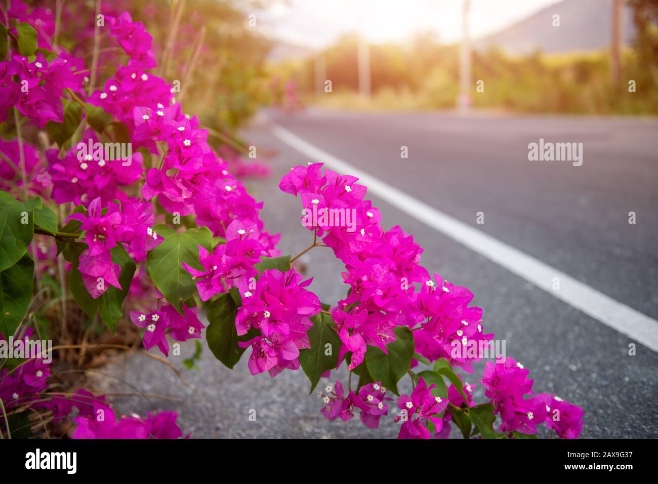 Bougainvillea fleurs ou papier fleurs avec éclairage extérieur soleil. Banque D'Images