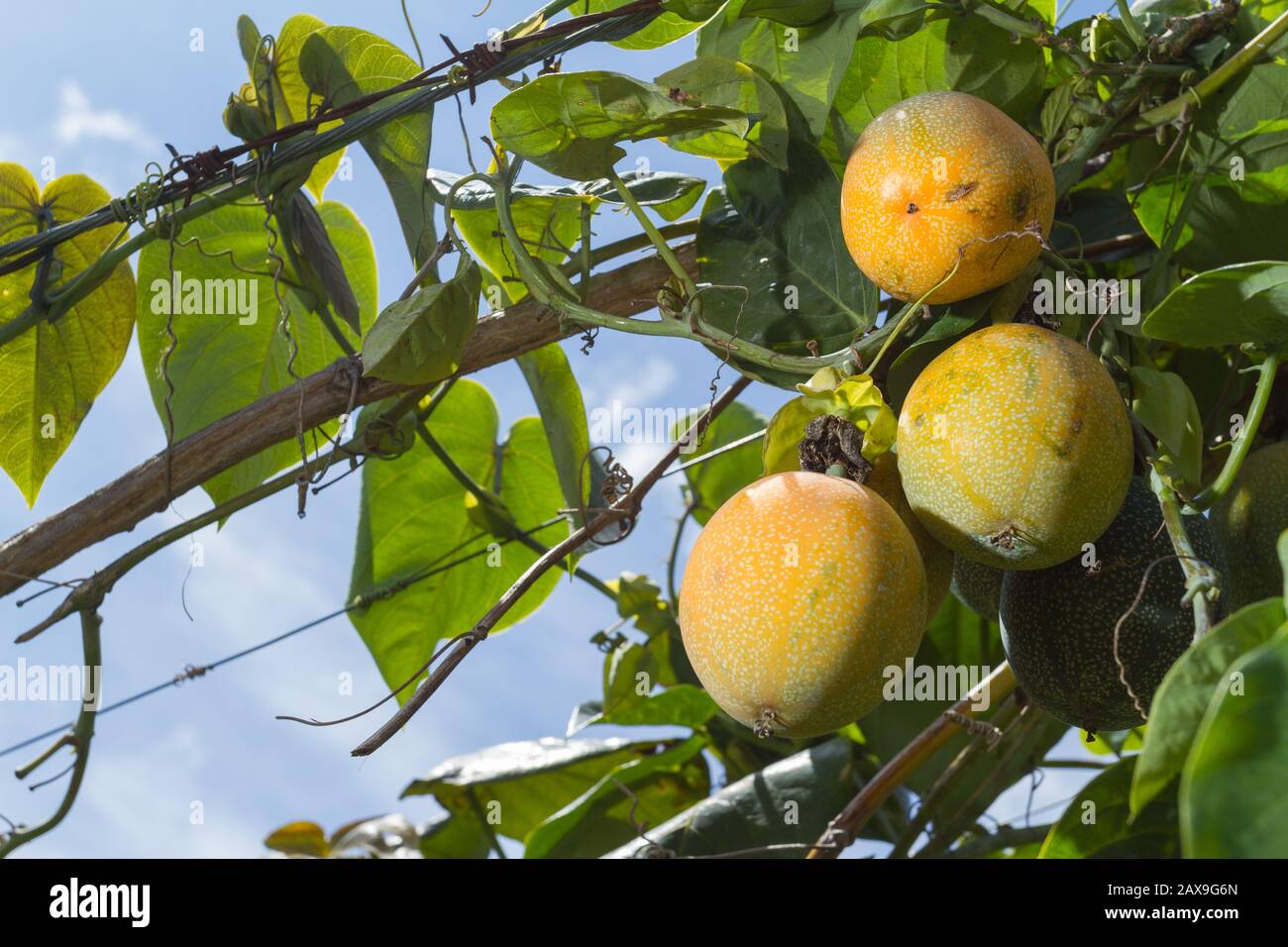 culture de fruits de passion, granadilla. Banque D'Images