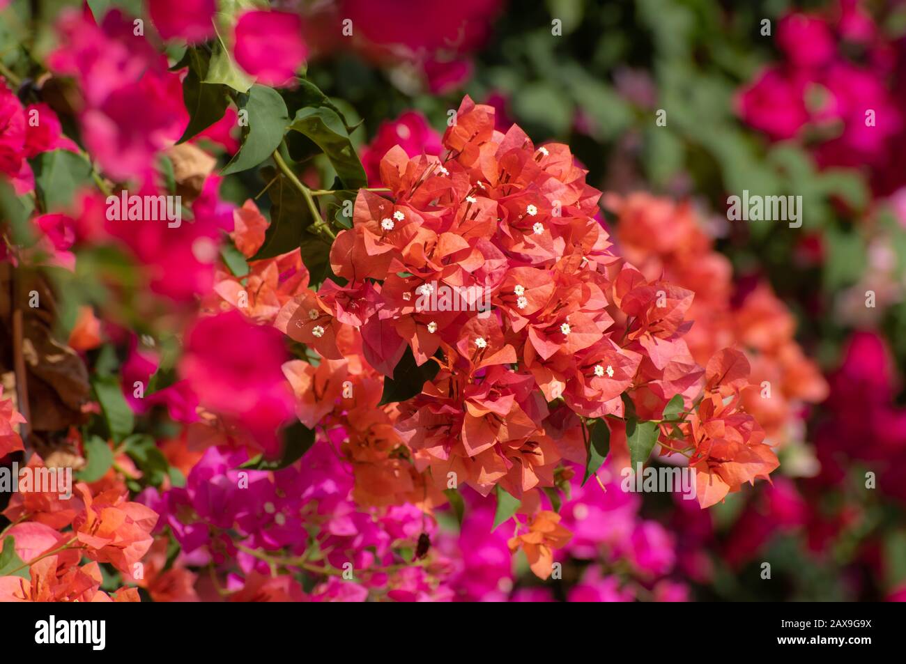 Bougainvillea fleurs ou papier fleurs avec éclairage extérieur soleil. Banque D'Images