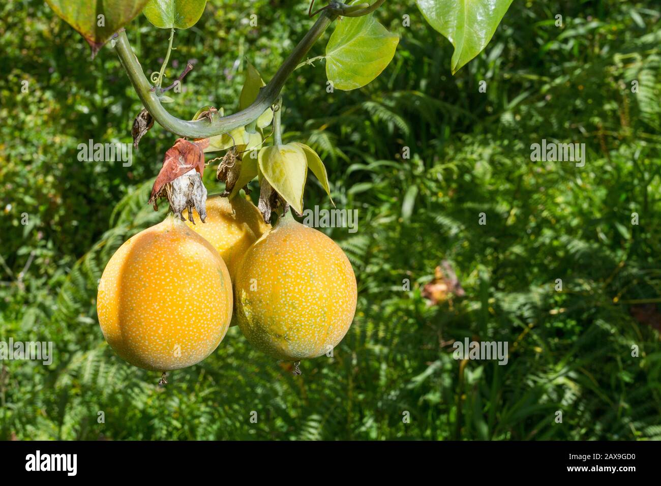 culture de fruits de passion, granadilla. Banque D'Images